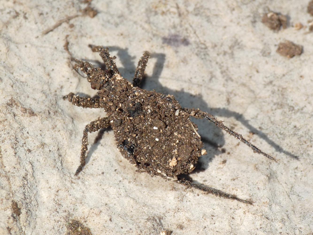 Holotrichius denudatus, ex-ninpha (Tolfa-Lazio) e Marcellina (RM)